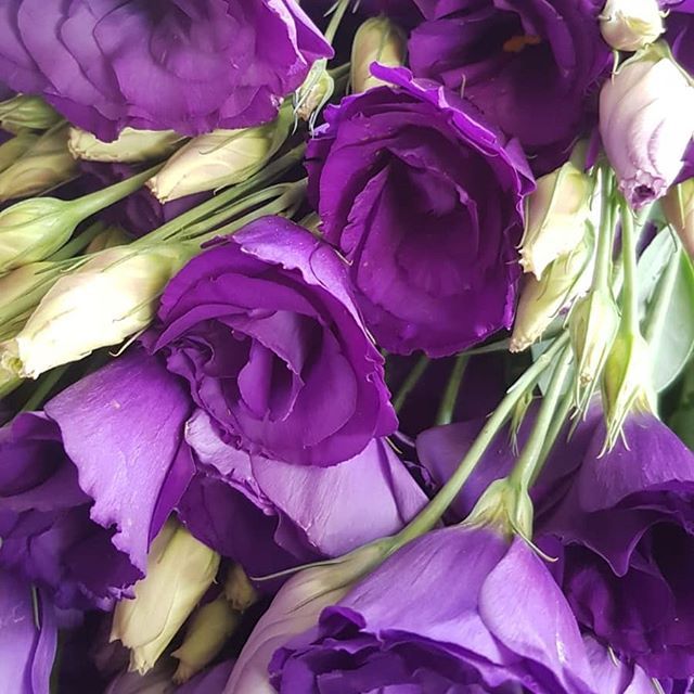 75 Фиолетовых Эустом Величественных